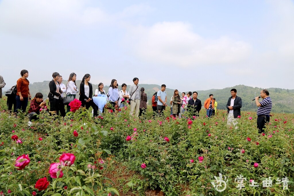 宣威市宝山镇:870亩玫瑰竞相绽放 美了乡村富了村民