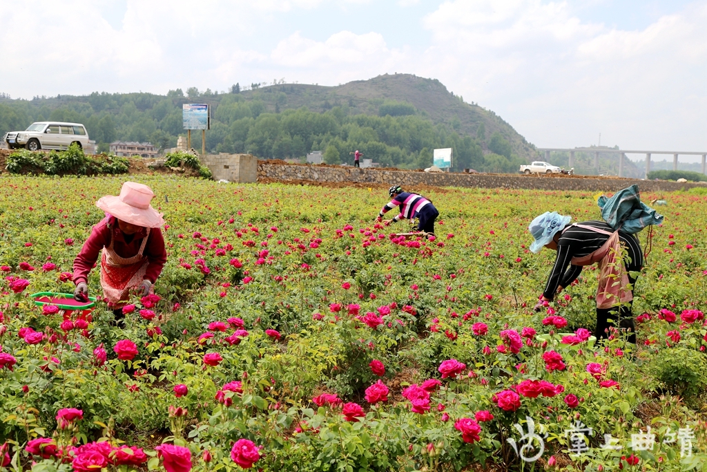宣威市宝山镇:870亩玫瑰竞相绽放 美了乡村富了村民