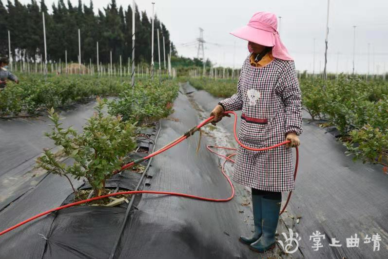 麒麟区大梨树村的蓝莓更甜了