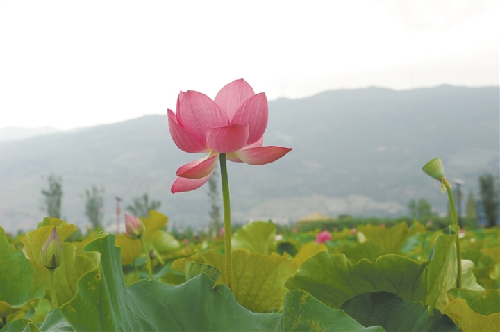 麒麟水乡万亩荷花竞相开放醉游人