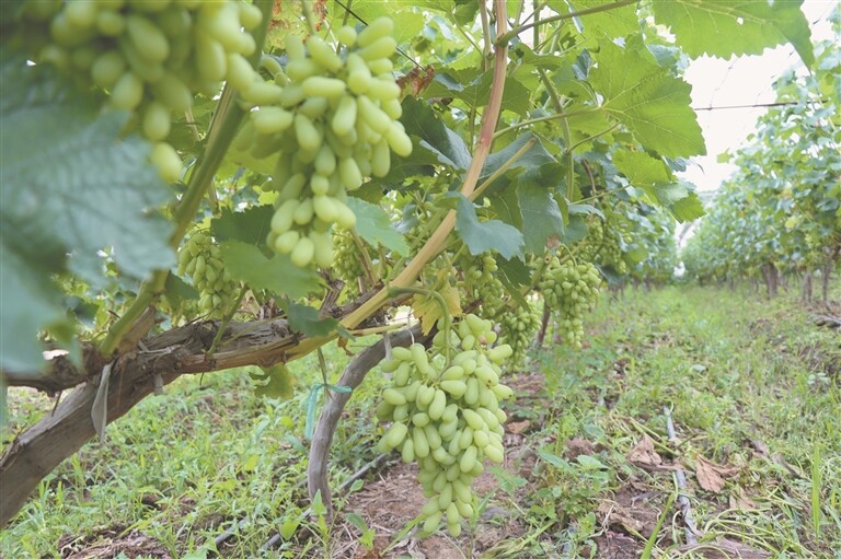 葡萄种植基地。