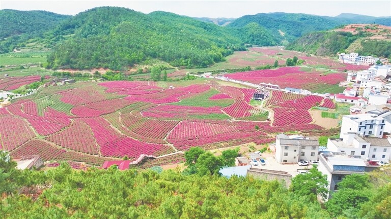 玫瑰花海（拍摄于2025年5月1日）。