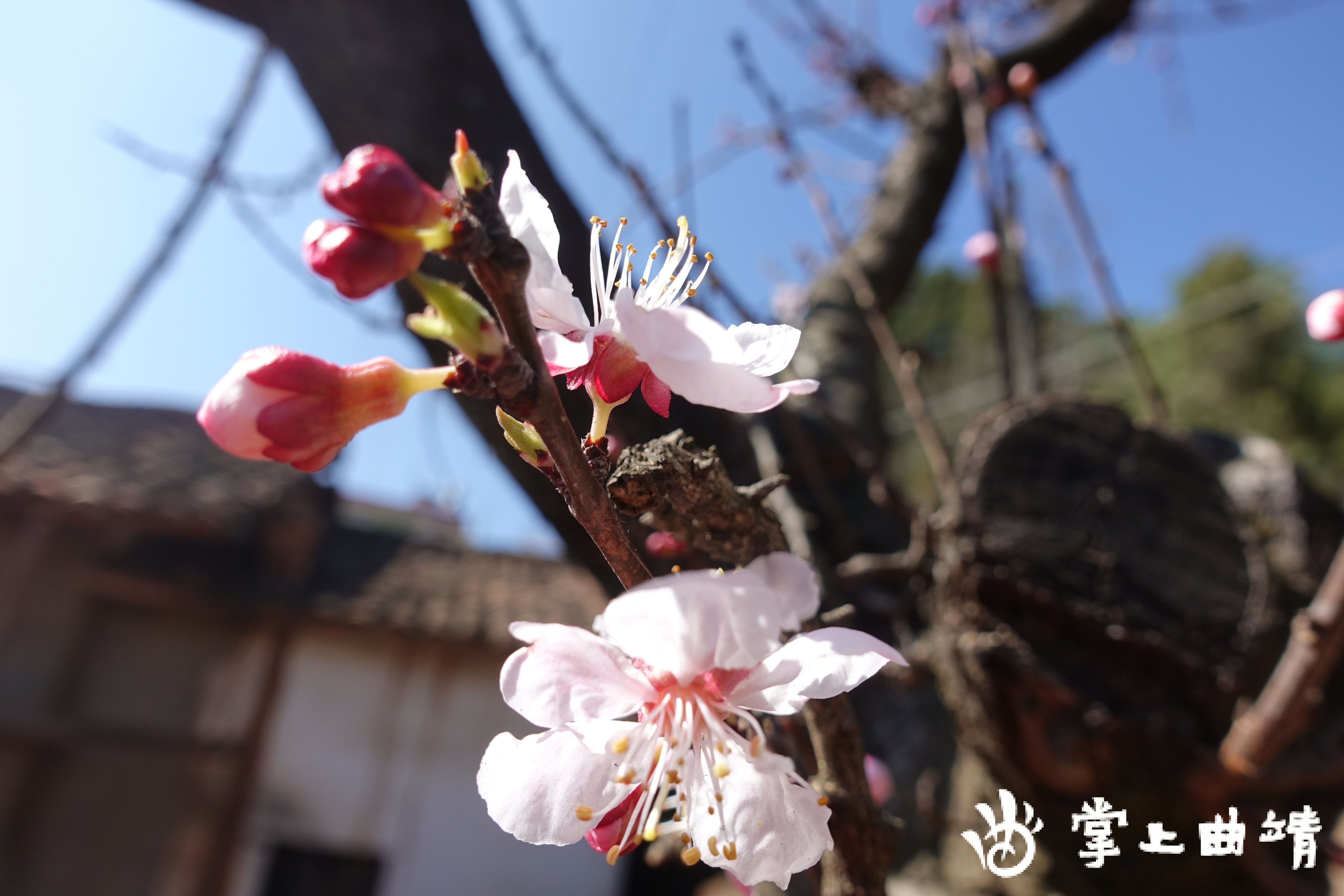 情随桃花醉二胡谱图片