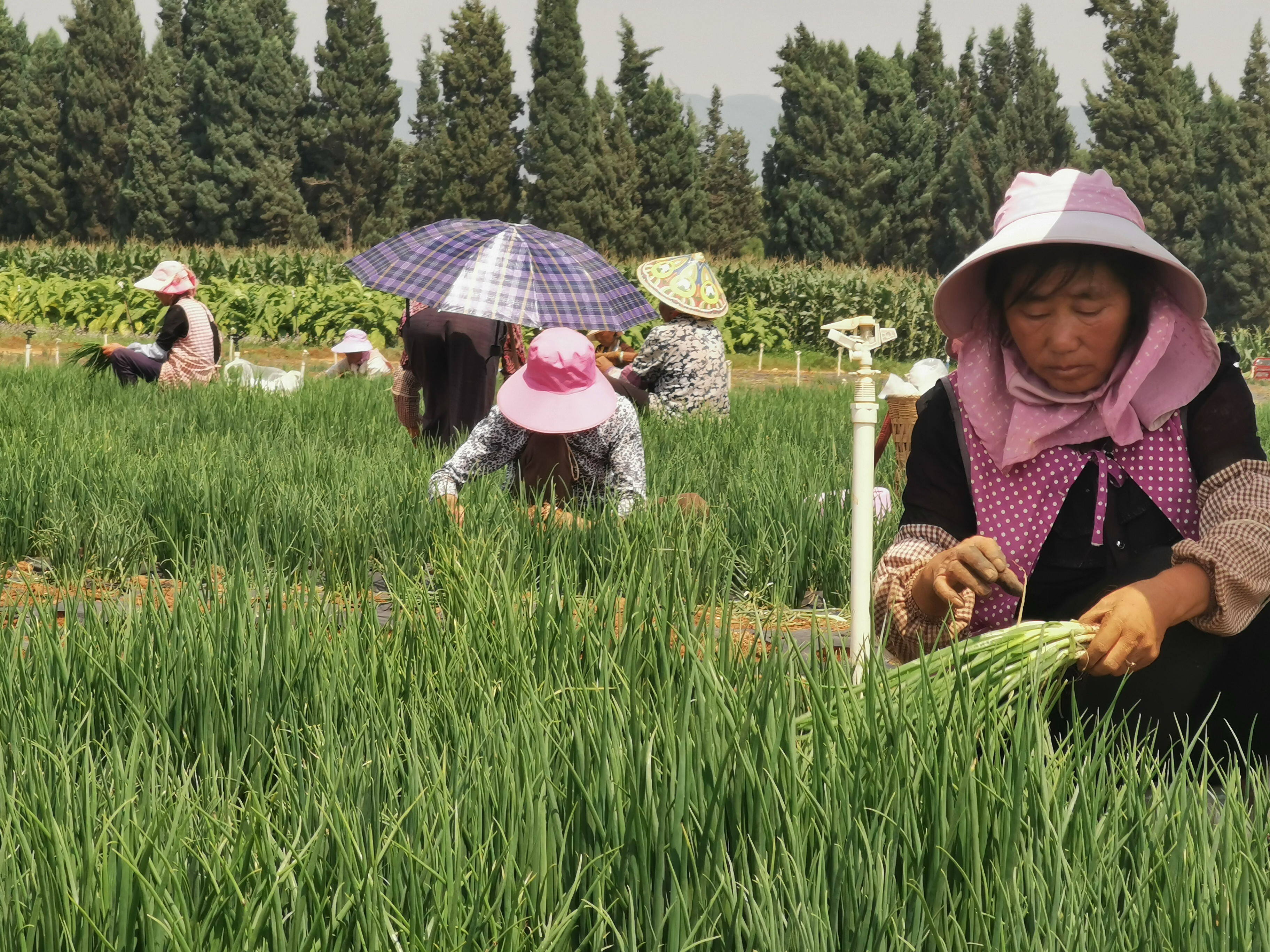 越州镇1200亩红葱种植助力群众增收|掌上曲靖