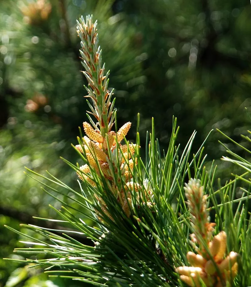 云南"喜提"热搜!只因发现了这种极度濒危物种……|掌上曲靖