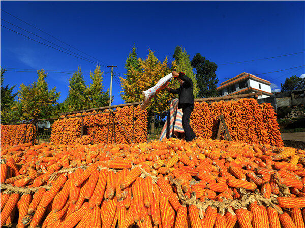 旱灾虫灾双双逆袭 农业部门全力应对 富源99万亩大春