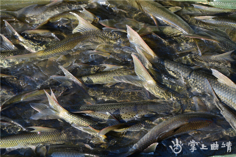 人工繁育成功的花鲈鲤