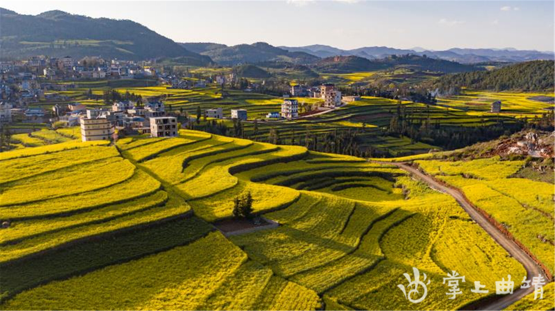 罗平马街:彼时春将尽,这里花正开|掌上曲靖