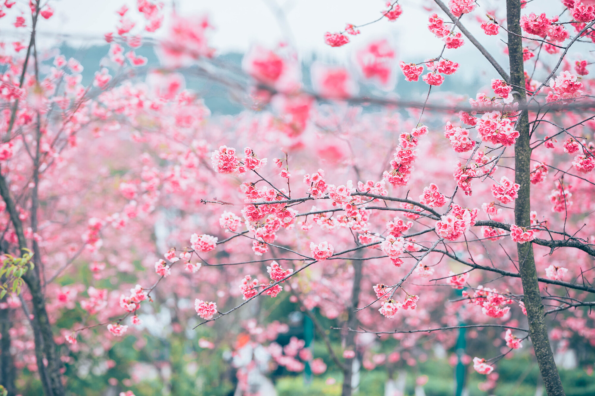 樱花树壁纸古风图片