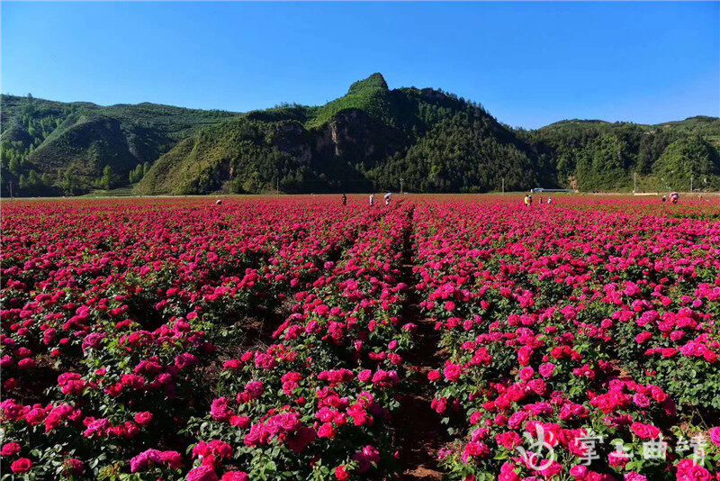 宣威宝山海西玫瑰园图片