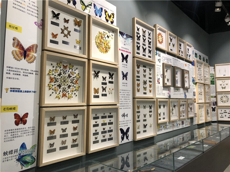 由蝴蝶专家温绍奎老师制作标本,曲靖市科技馆陈列,展示了蝶类,蛾类及