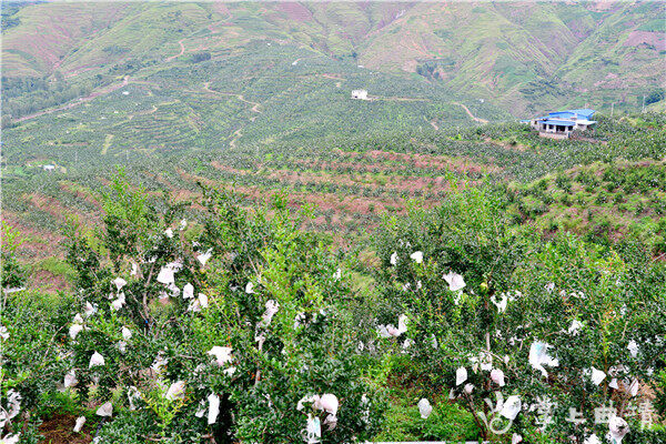 会泽娜姑镇:软籽石榴带来红火日子