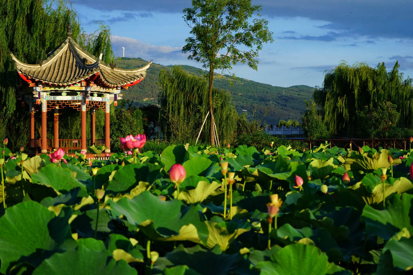 麒麟水乡:稻花香里荷花香