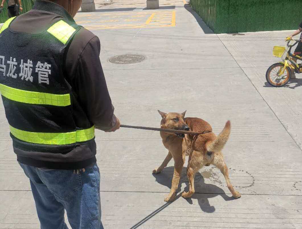 遛狗请拴绳 马龙城管捕捉流浪犬近100只