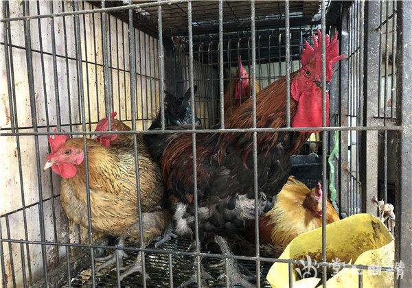 市场现状 :市场内照旧公开杀鸡