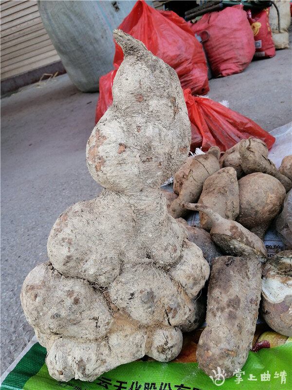 陆良马街集市惊现野生大土瓜,净重4700克!|掌上曲靖