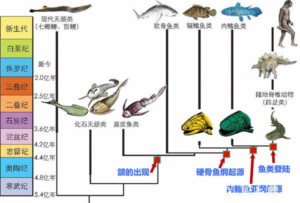 脊椎动物演化。