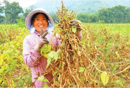 大豆丰收。 通讯员 赵银月 摄