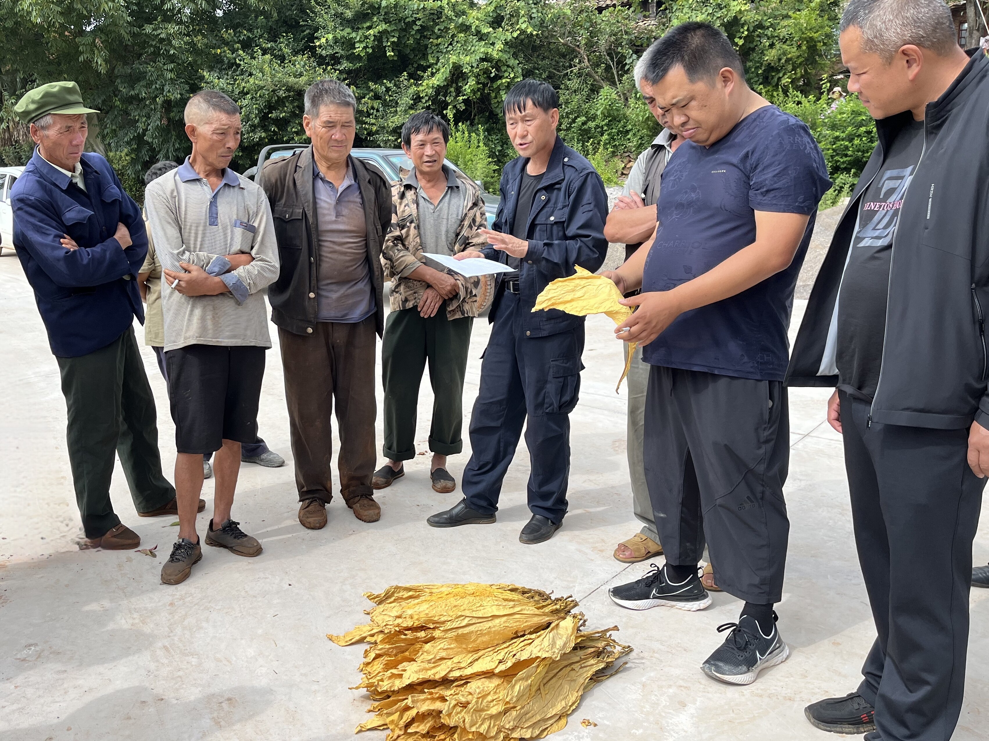 周强(右二)手持烟叶,仔细查看其色泽与品质。 周强(右二)手持烟叶,仔细查看其色泽与品质。