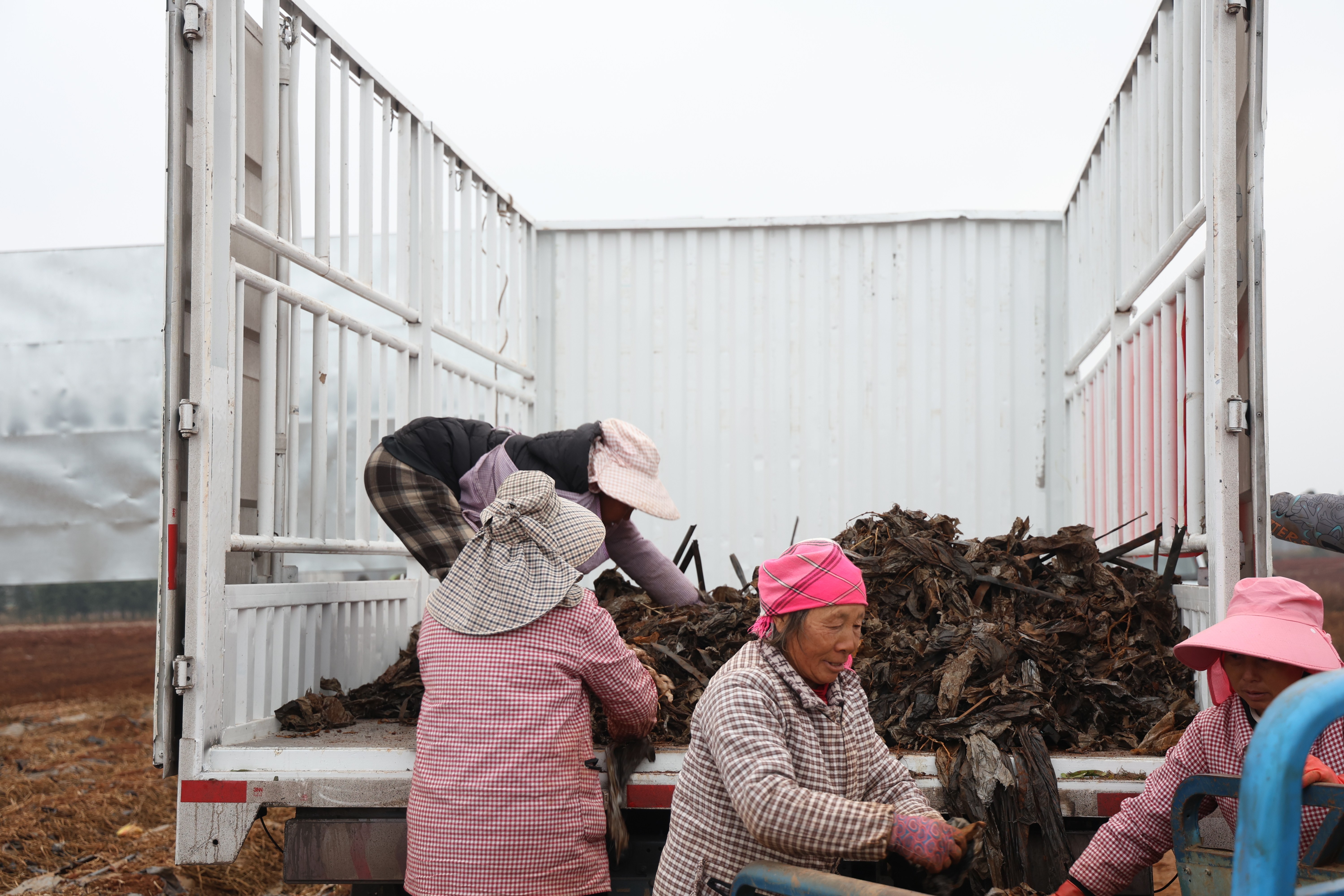 回收殘膜。范梅 攝