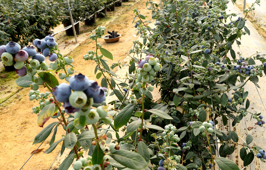 马龙区纳章镇:基质蓝莓迎集中采收