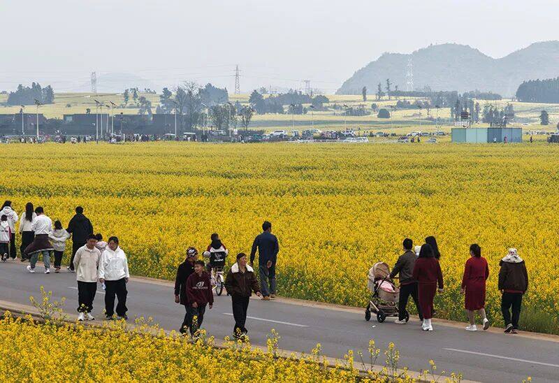 游客漫步在油菜花海中。
