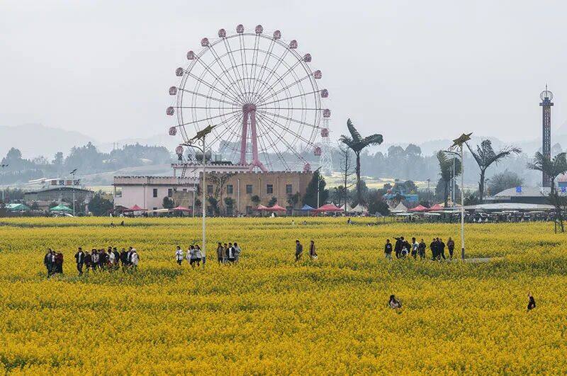 游客在花海中游玩。