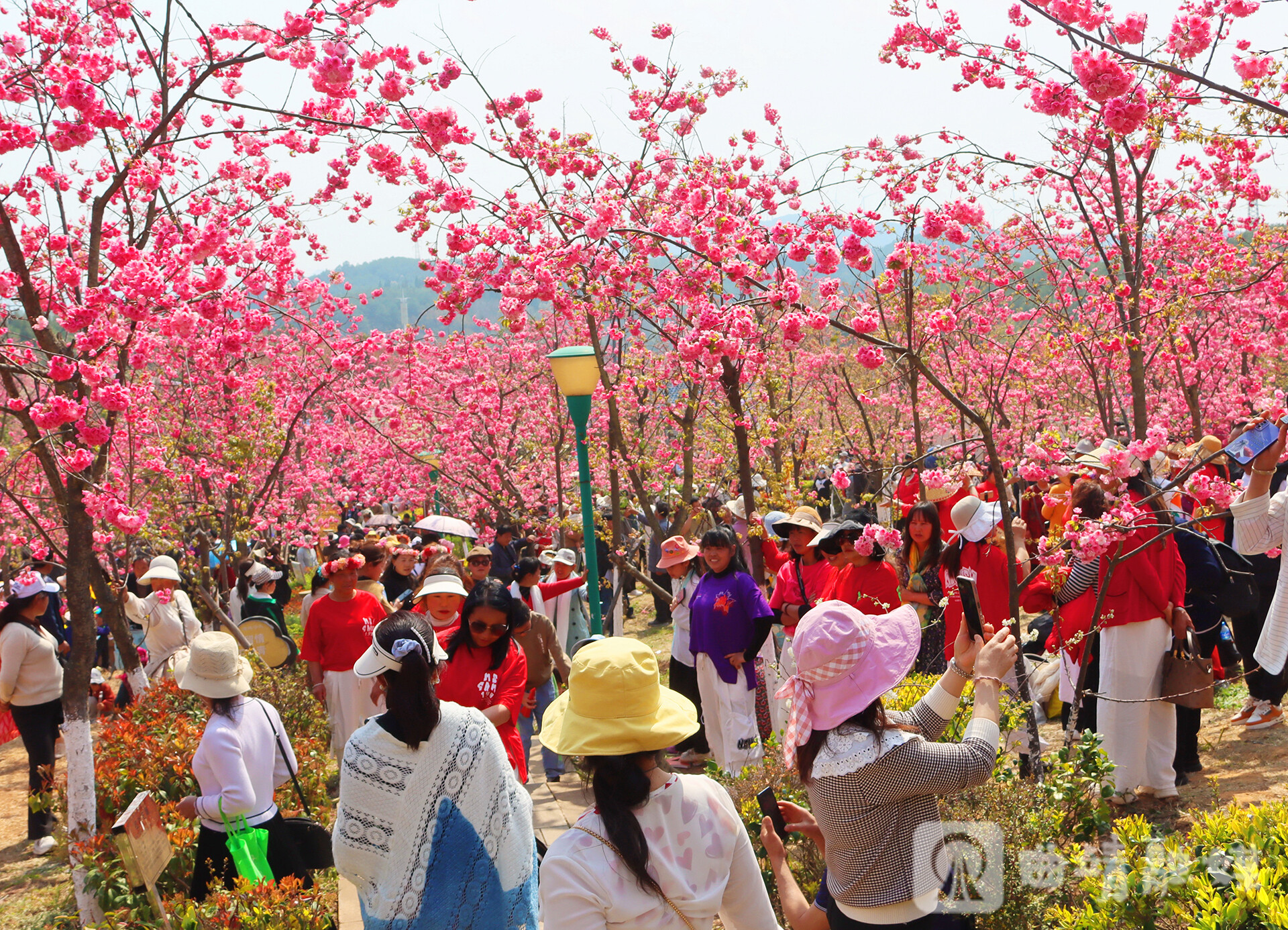 沈家山樱花谷。