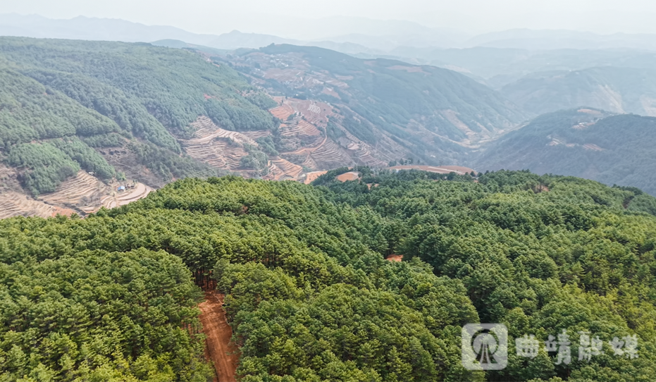 天麻种植基地一角。尹永权 摄  