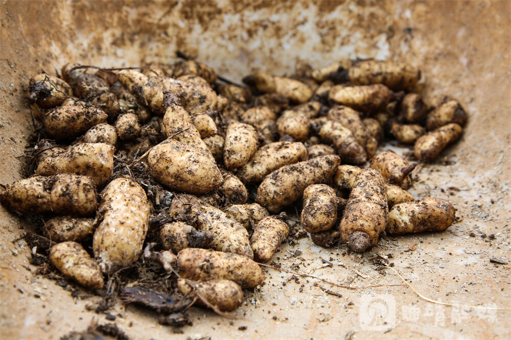 天麻种子。尹永权 摄