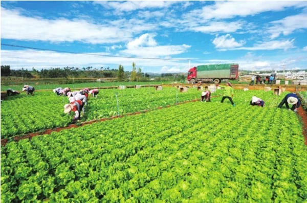 当地群众在陆良蔬菜基地务工。 记者 张雯 摄 当地群众在陆良蔬菜基地务工。 记者 张雯 摄