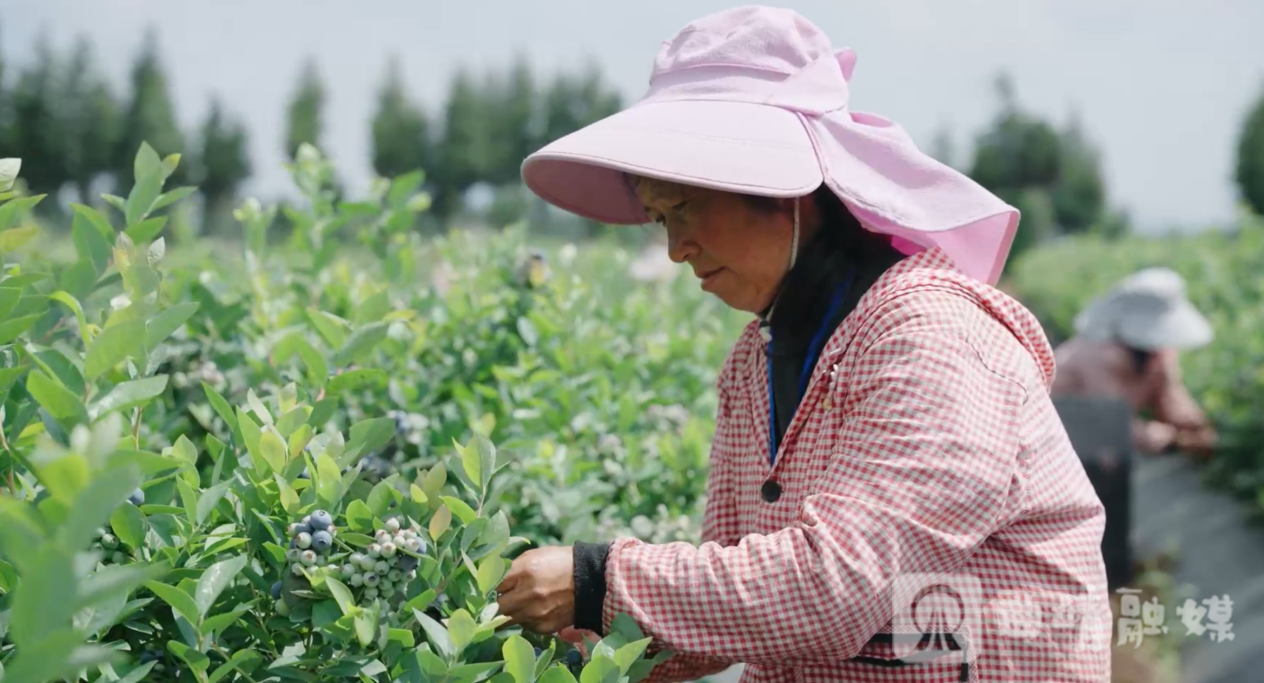 (图片来源:曲靖佳沃提供) (图片来源:曲靖佳沃提供)