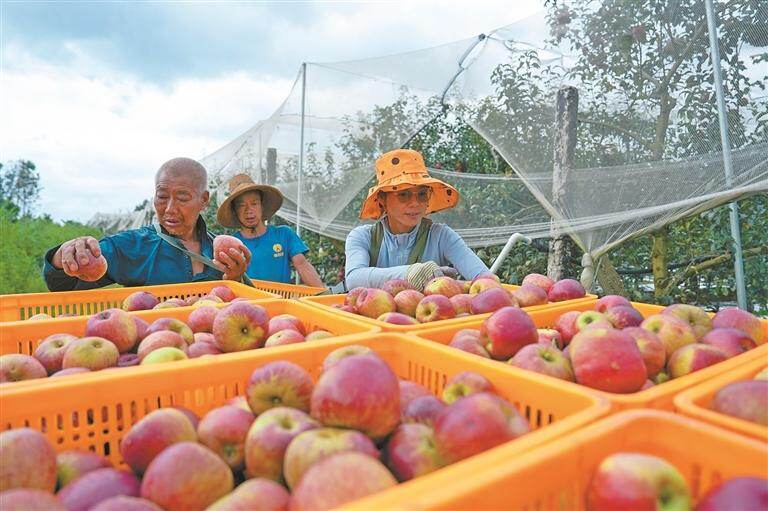 图为7月18日，陆良县小百户镇恨虎坝苹果种植基地里，果农正忙着采摘成熟的苹果。