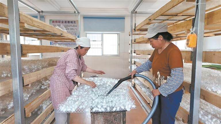 采收蚕茧。 采收蚕茧。
