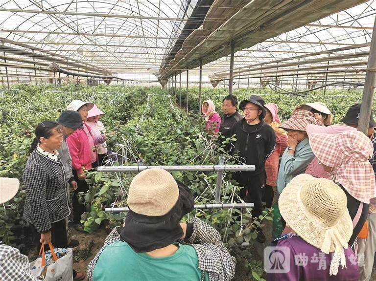 农技人员在为务工群众讲解田间管护知识。张红仙 摄