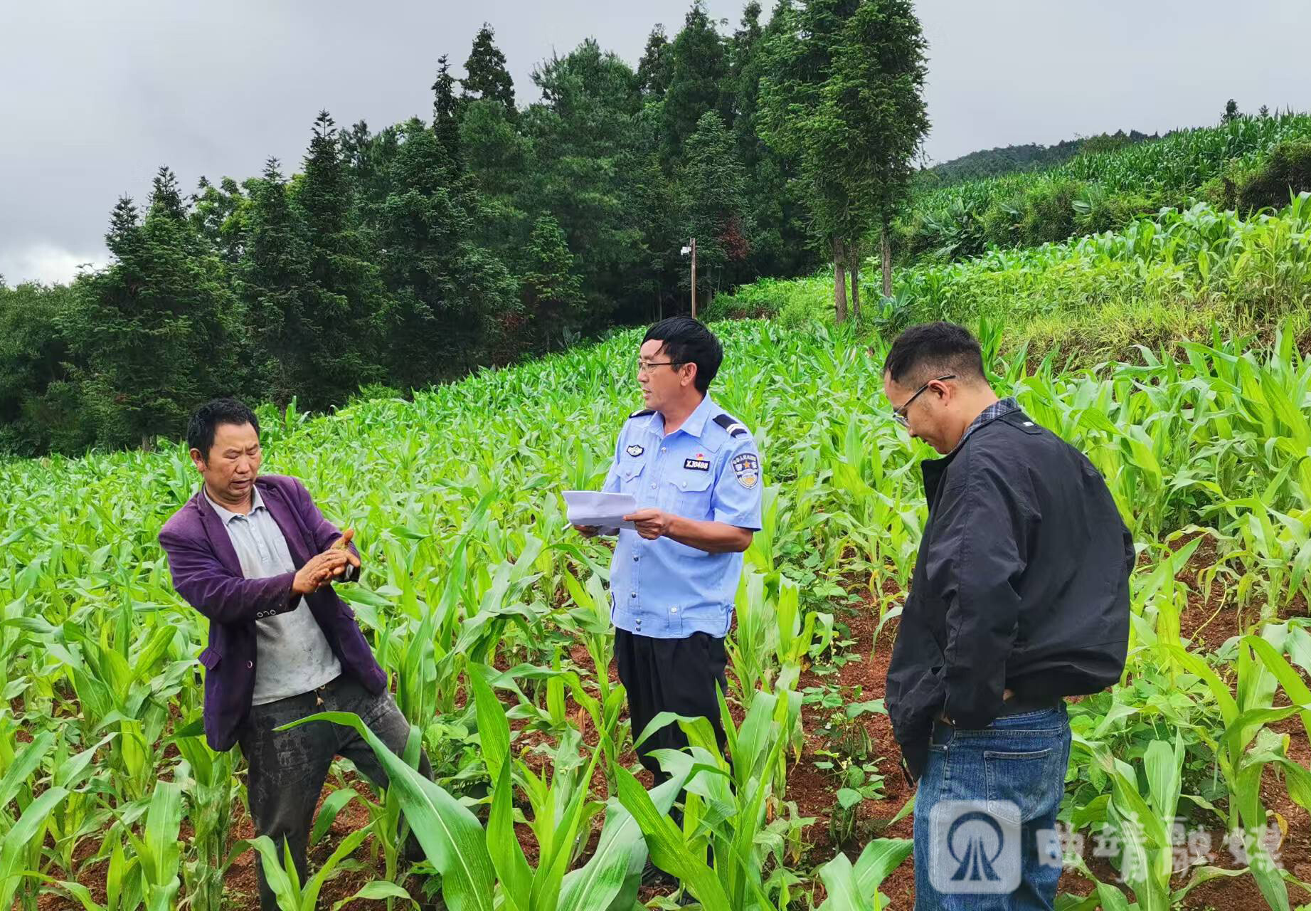 赵兴华把工作搬到田间地头。 赵兴华把工作搬到田间地头。